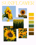 Sunflower Self Striping Sock Set 100g + 20g + 20g