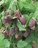 Loganberry